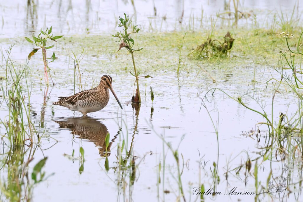 Gallinago gallinago - Bécassine des marais [Scolopacidae]