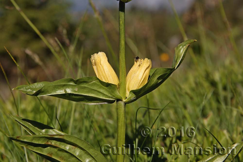 Gentiana punctata