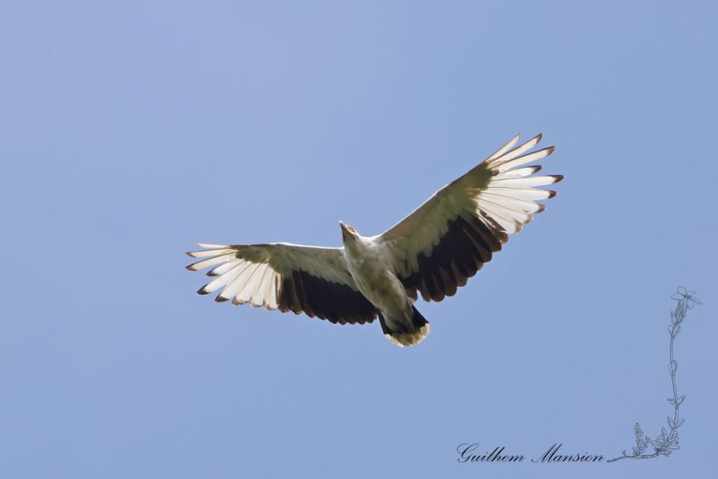 Gypohierax angolensis - Palmiste africain [Accipitridae]