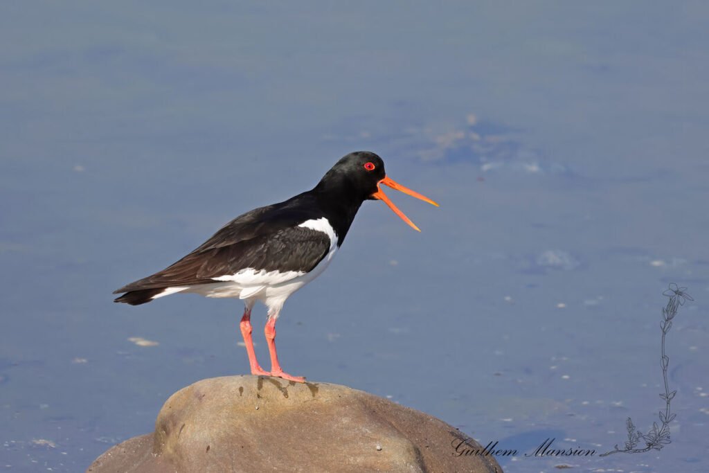 Haematopus ostralegus - Huitrier pie [Haematopodidae]