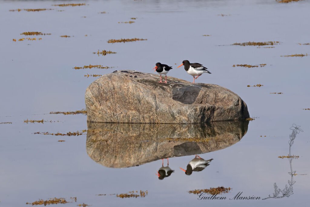 Haematopus ostralegus - Huitrier pie [Haematopodidae]