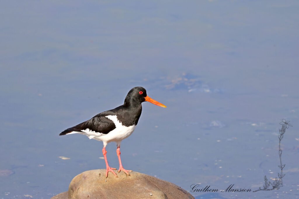 Haematopus ostralegus - Huitrier pie [Haematopodidae]