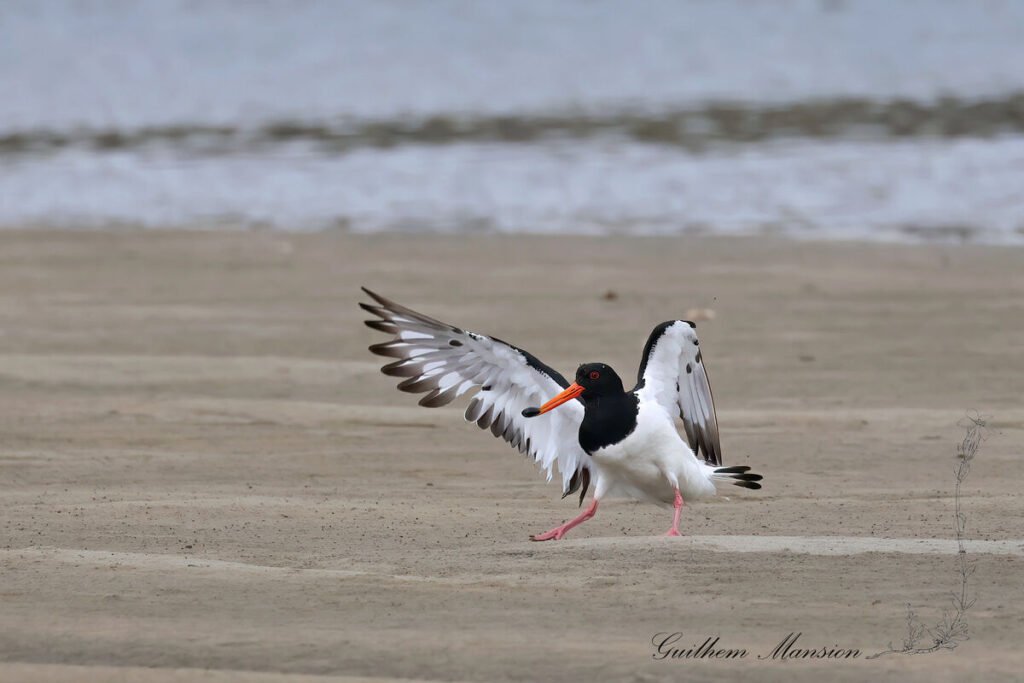 Haematopus ostralegus - Huitrier pie [Haematopodidae]