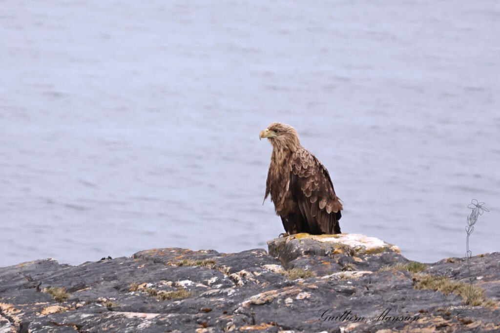 Haliaeetus albicilla - Pygargue à queue blanche [Accipitridae]