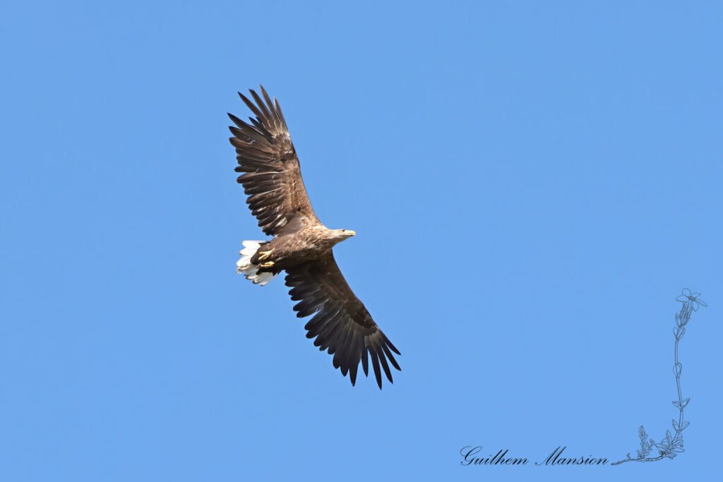 Haliaeetus albicilla - Pygargue à queue blanche [Accipitridae]