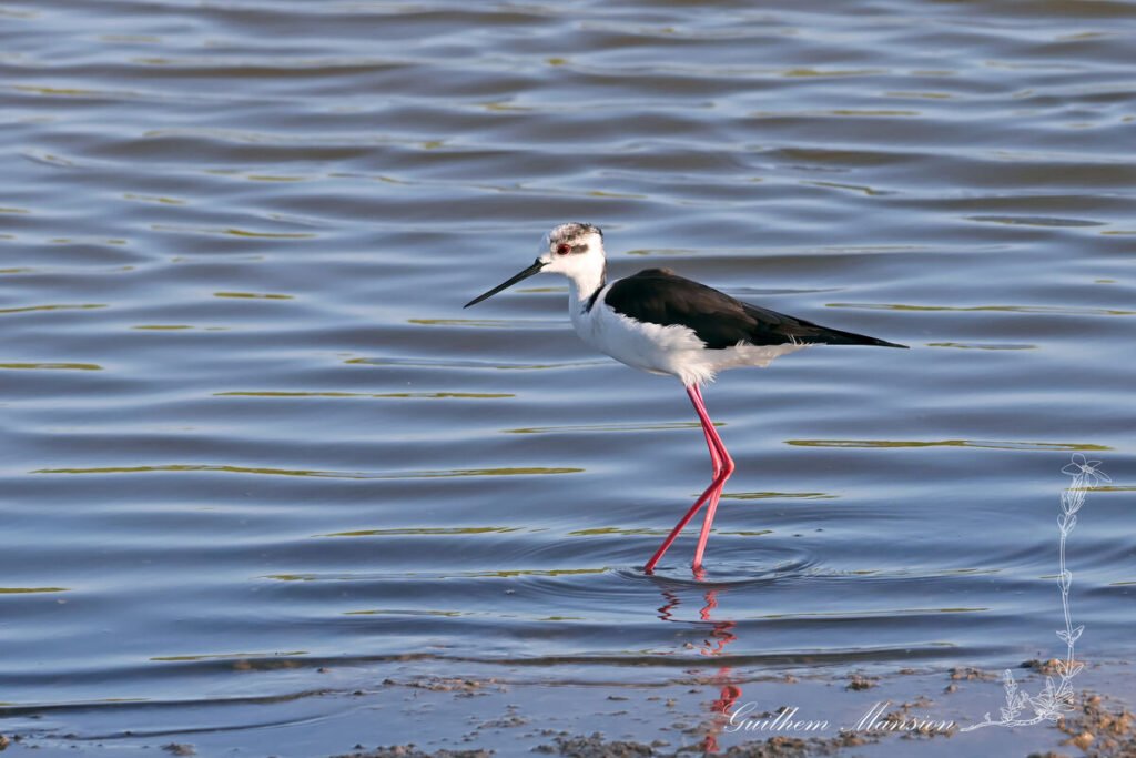 Himantopus himantopus - Échasse blanche [Recurvirostridae]