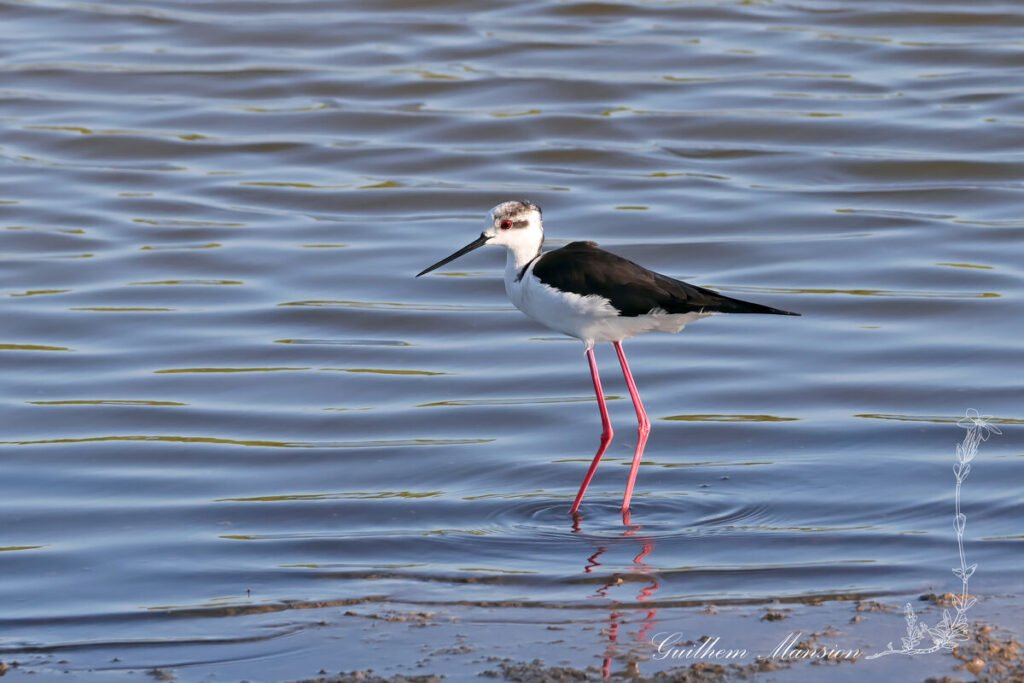 Himantopus himantopus - Échasse blanche [Recurvirostridae]