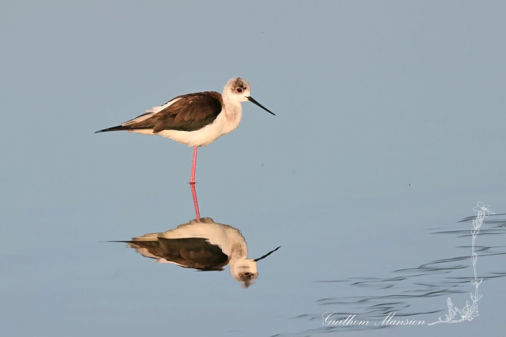 Himantopus himantopus - Échasse blanche [Recurvirostridae]