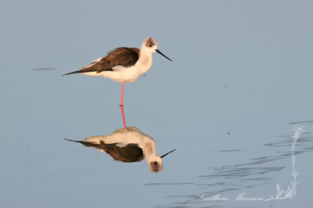 Himantopus himantopus - Échasse blanche [Recurvirostridae]