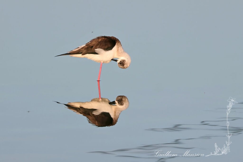 Himantopus himantopus - Échasse blanche [Recurvirostridae]