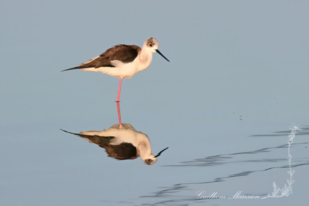 Himantopus himantopus - Échasse blanche [Recurvirostridae]