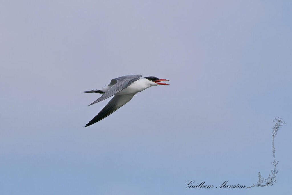 Hydroprogne caspia - Sterne caspienne [Laridae]