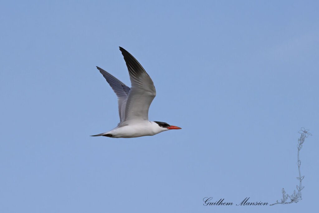Hydroprogne caspia - Sterne caspienne [Laridae]