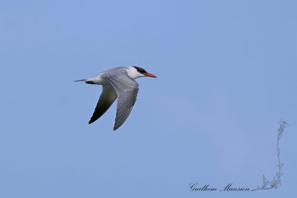 Hydroprogne caspia - Sterne caspienne [Laridae]