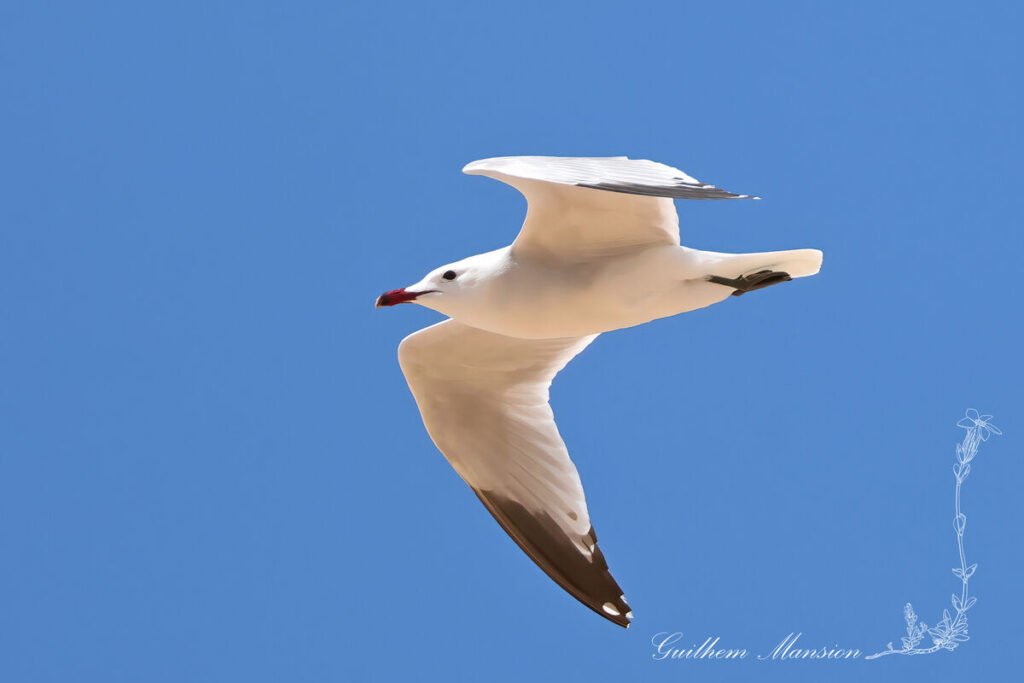 Ichthyaetus audouinii - Goéland Audoin [Laridae]