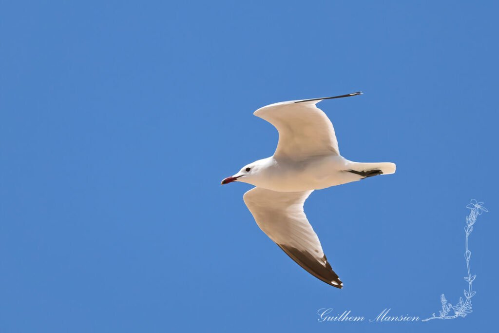 Ichthyaetus audouinii - Goéland Audoin [Laridae]