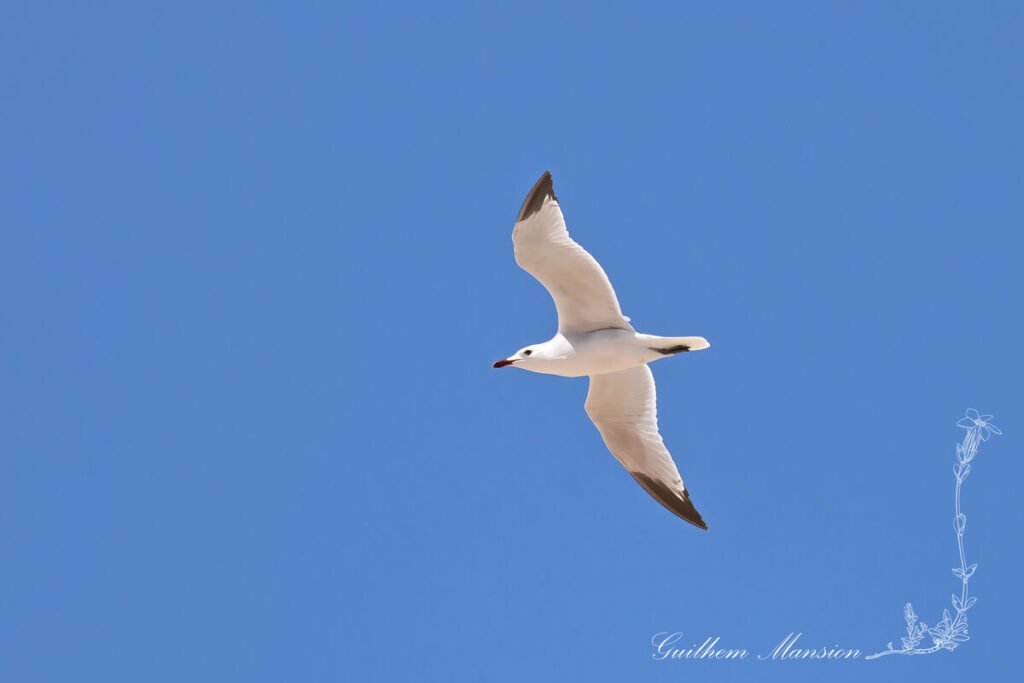 Ichthyaetus audouinii - Goéland Audoin [Laridae]