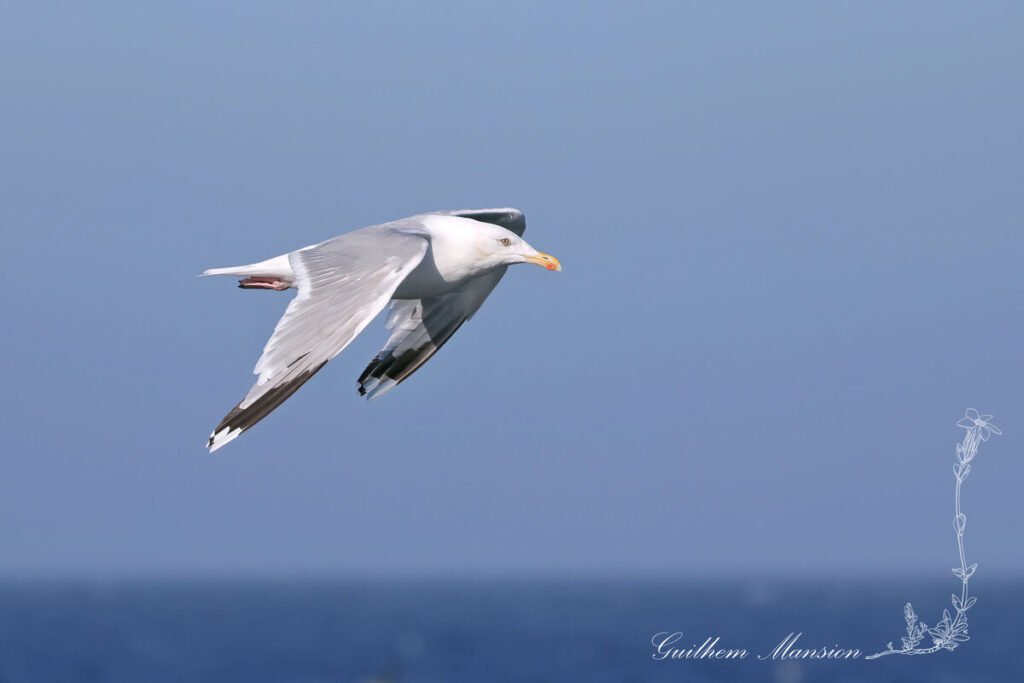 Larus argentatus - Goéland argenté [Laridae]