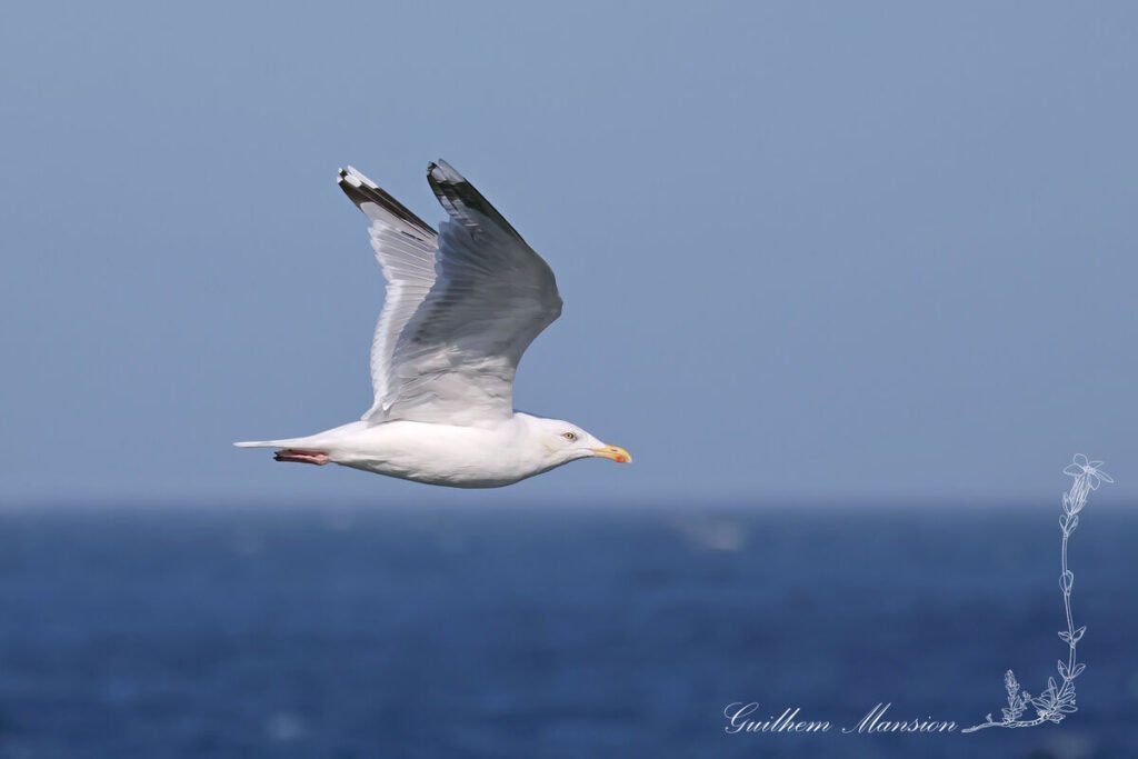 Larus argentatus - Goéland argenté [Laridae]