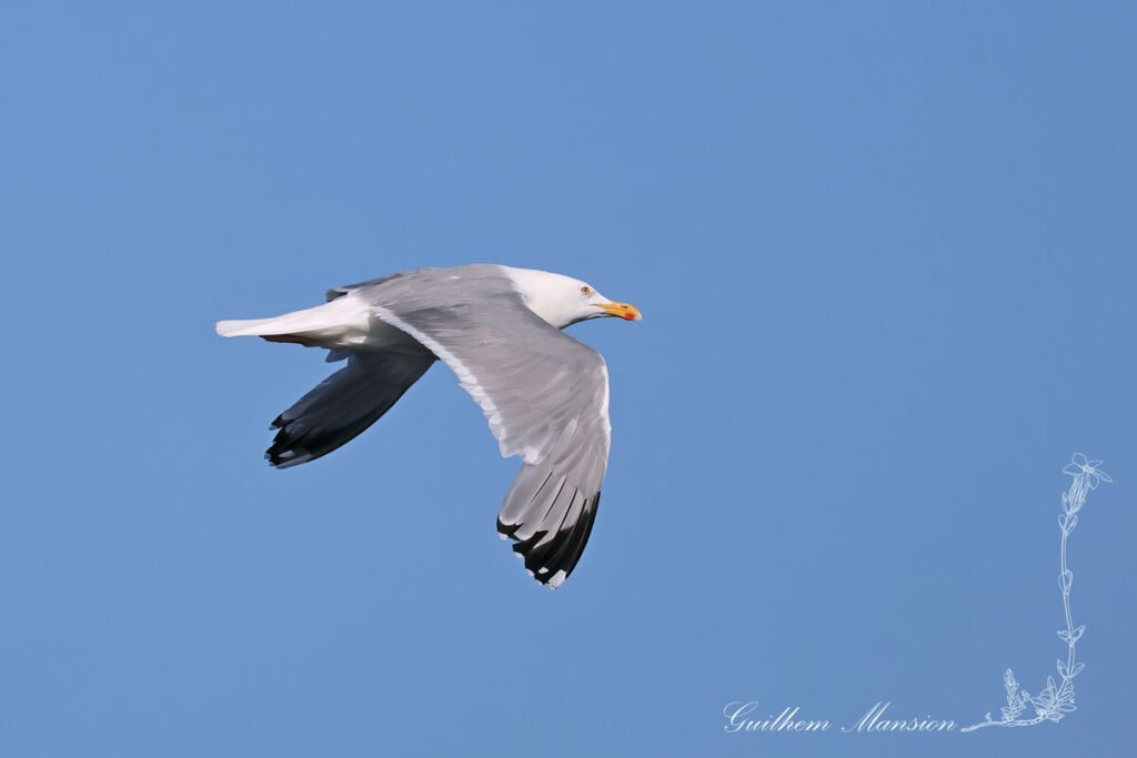 Larus argentatus - Goéland argenté [Laridae]