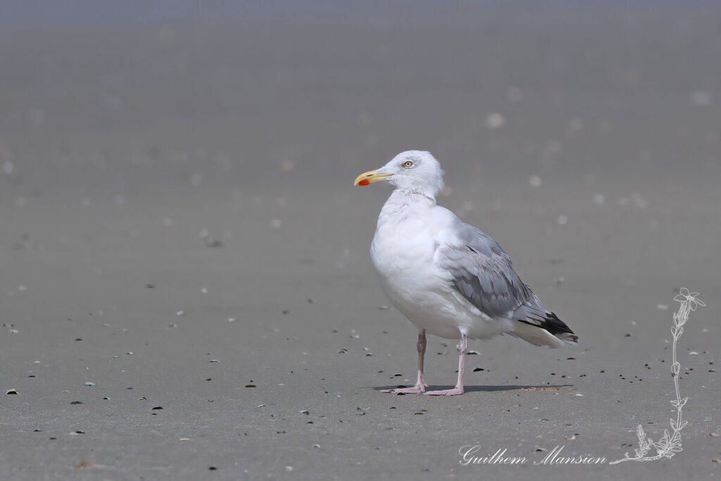 Larus argentatus - Goéland argenté [Laridae]