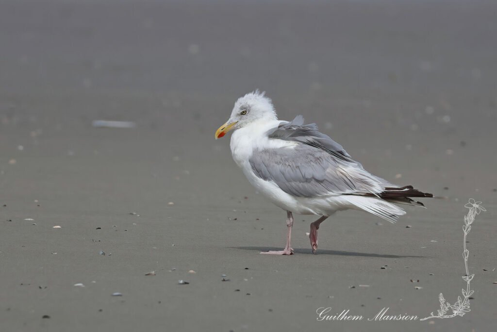Larus argentatus - Goéland argenté [Laridae]