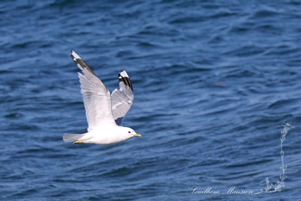 Larus canus - Goéland cendré [Laridae]