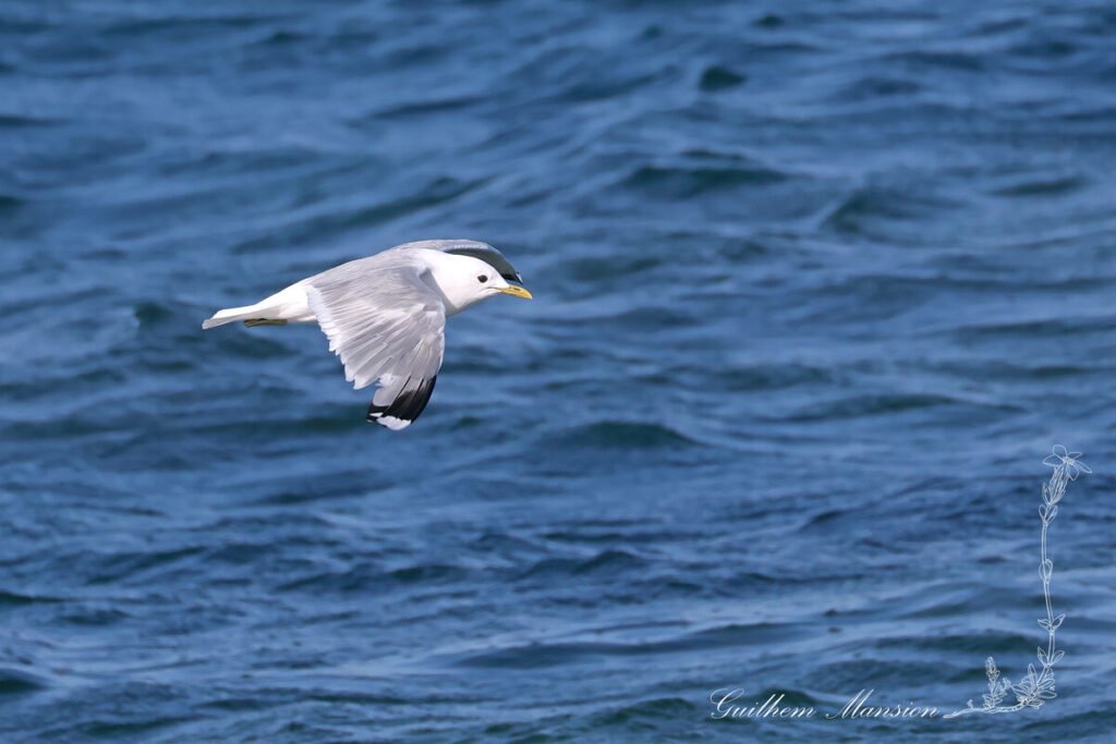 Larus canus - Goéland cendré [Laridae]