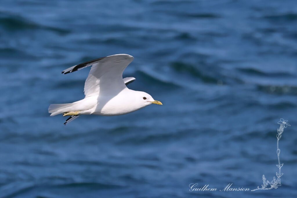 Larus canus - Goéland cendré [Laridae]