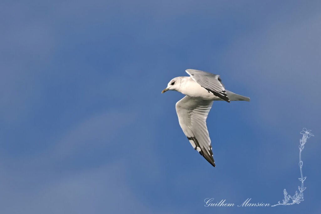 Larus canus - Goéland cendré [Laridae]