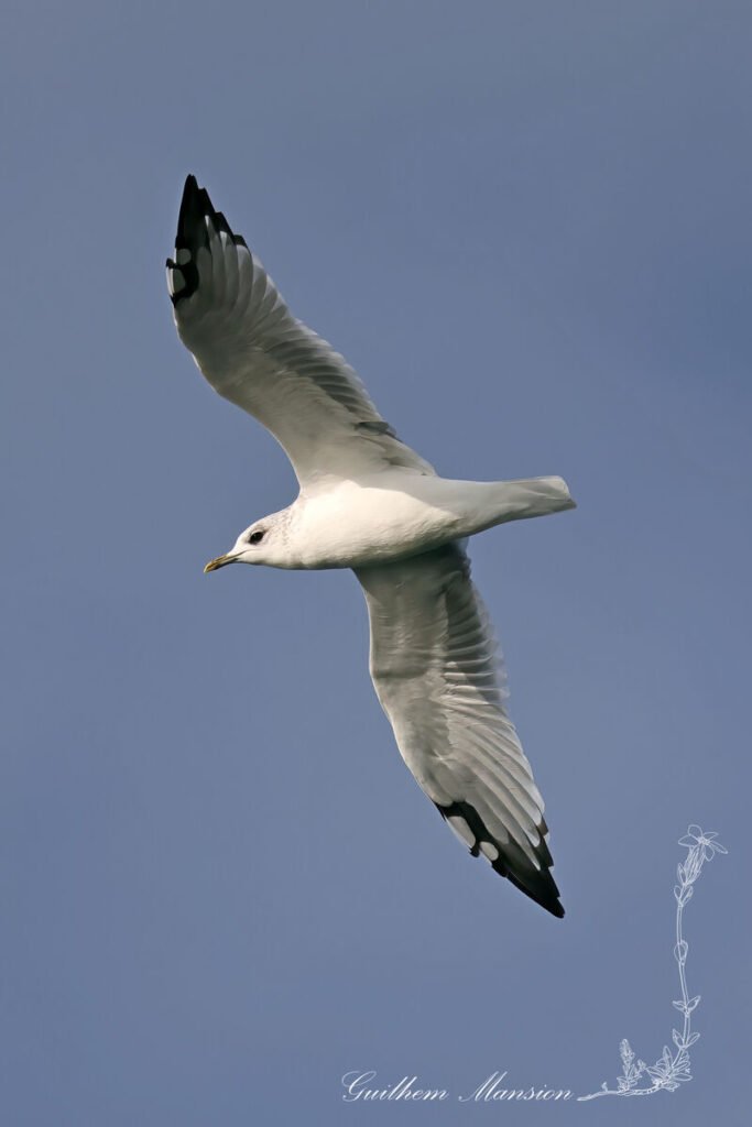 Larus canus - Goéland cendré [Laridae]