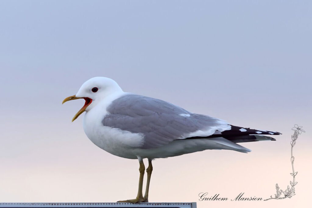 Larus canus - Goéland cendré [Laridae]