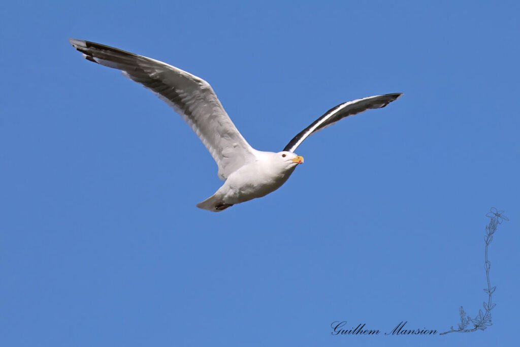 Larus marinus - Goéland marin [Laridae]