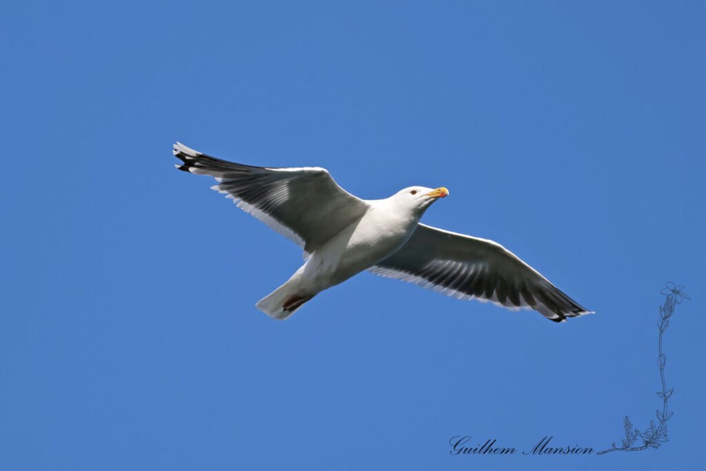 Larus marinus - Goéland marin [Laridae]