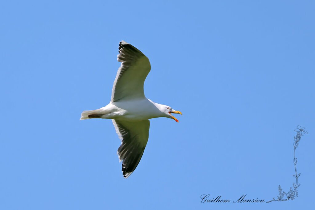 Larus marinus - Goéland marin [Laridae]