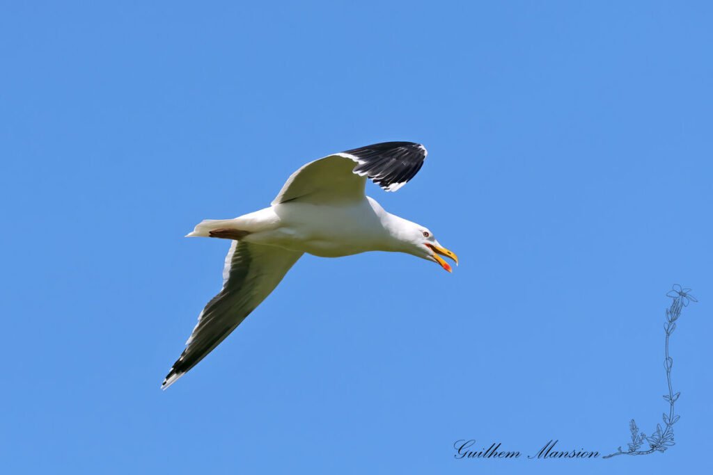 Larus marinus - Goéland marin [Laridae]