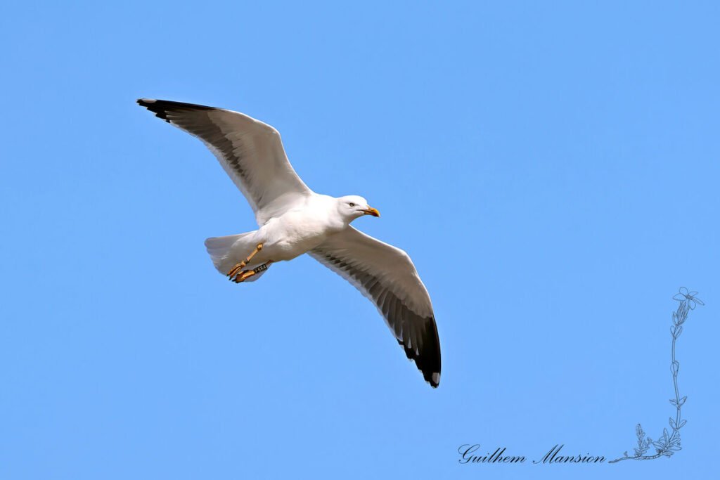 Larus michahellis - Goéland leucophée [Laridae]