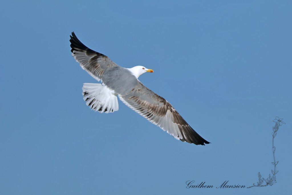 Larus michahellis - Goéland leucophée [Laridae]