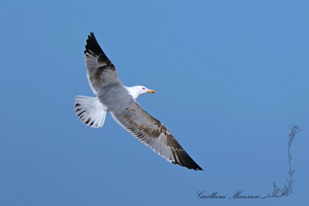 Larus michahellis - Goéland leucophée [Laridae]