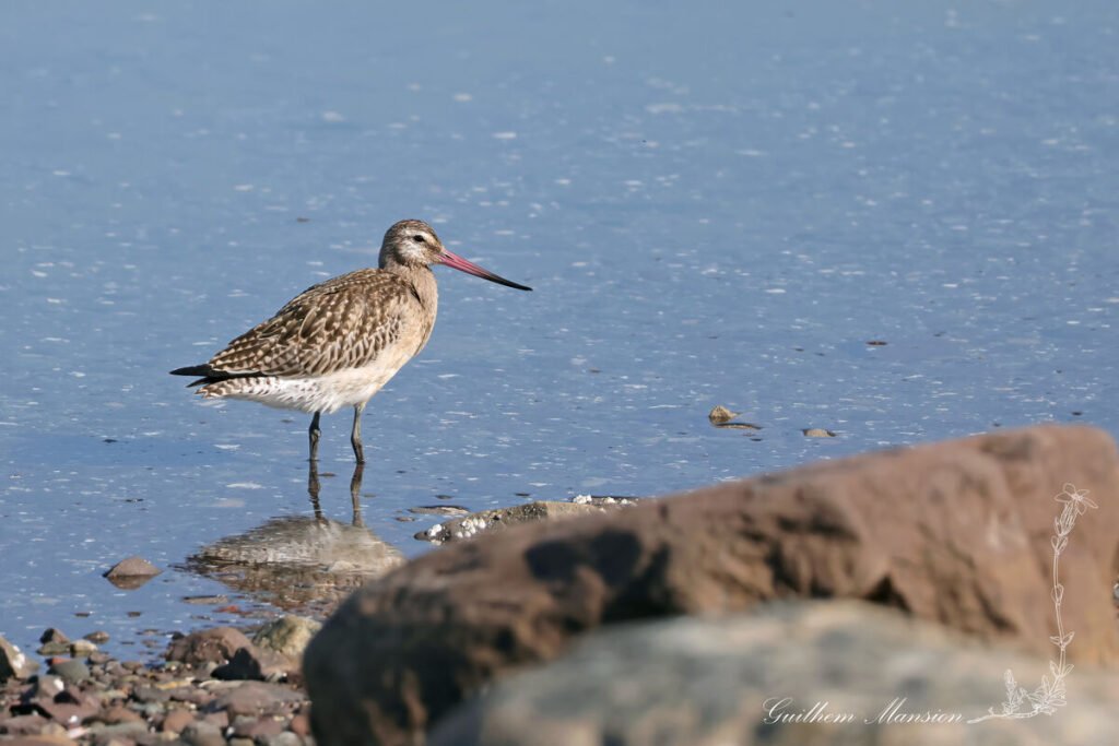 Limosa lapponica - Barge rousse [Scolopacidae]
