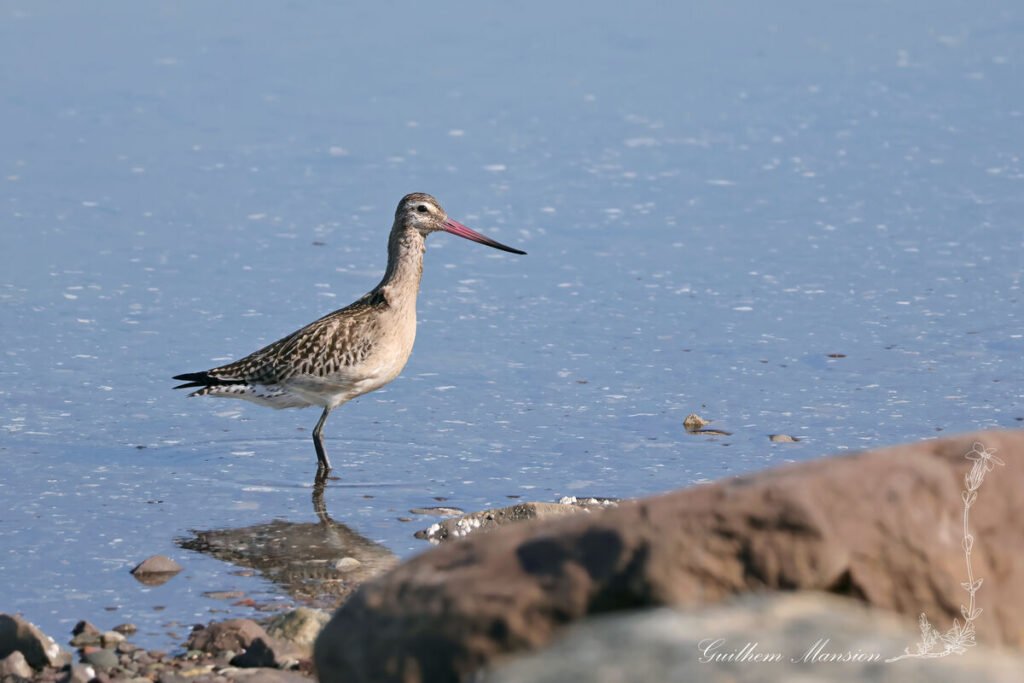 Limosa lapponica - Barge rousse [Scolopacidae]