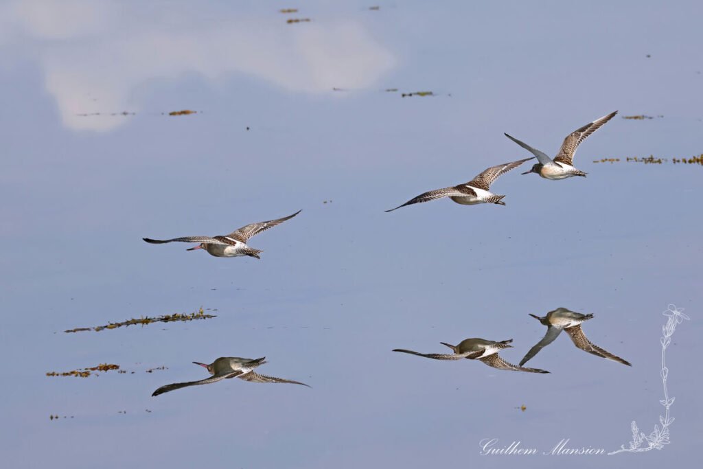 Limosa lapponica - Barge rousse [Scolopacidae]