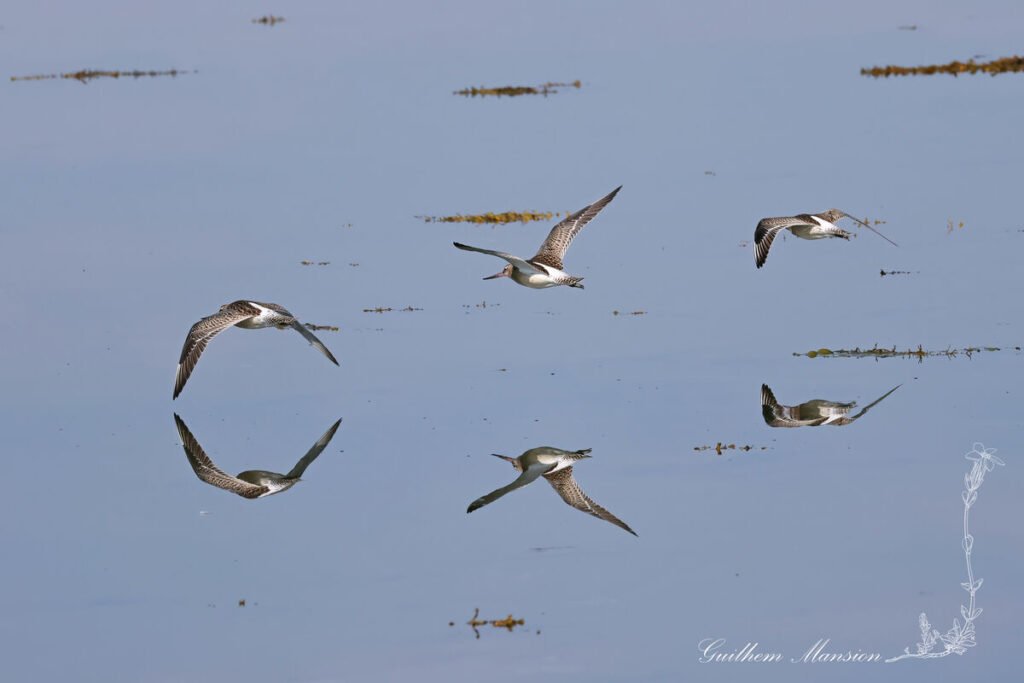 Limosa lapponica - Barge rousse [Scolopacidae]