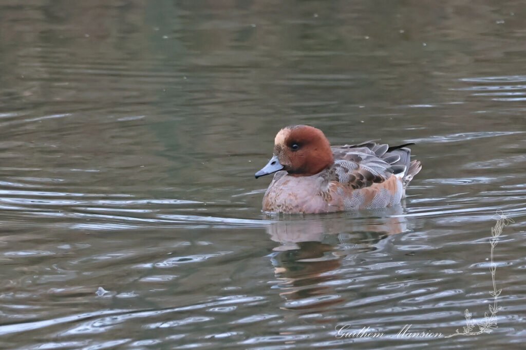 Mareca penelope - Canard siffleur [Anatidae]