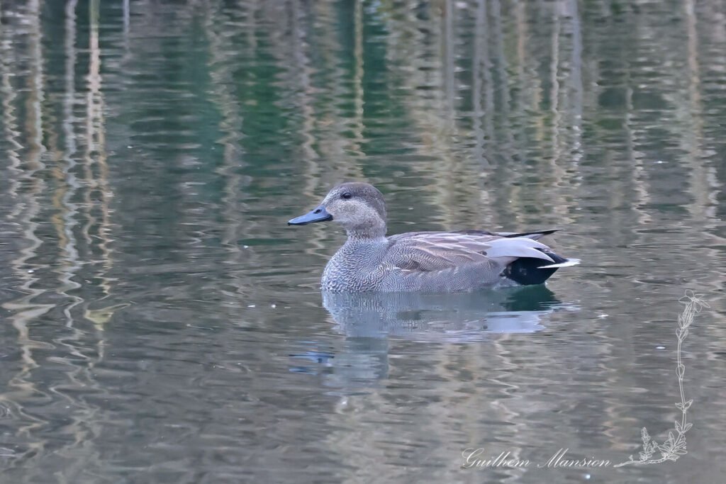 Mareca strepera - Canard chipeau [Anatidae]