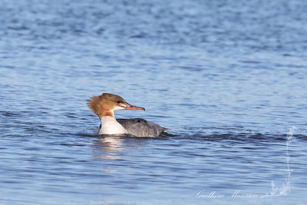Mergus merganser - Harle bievre [Anatidae]