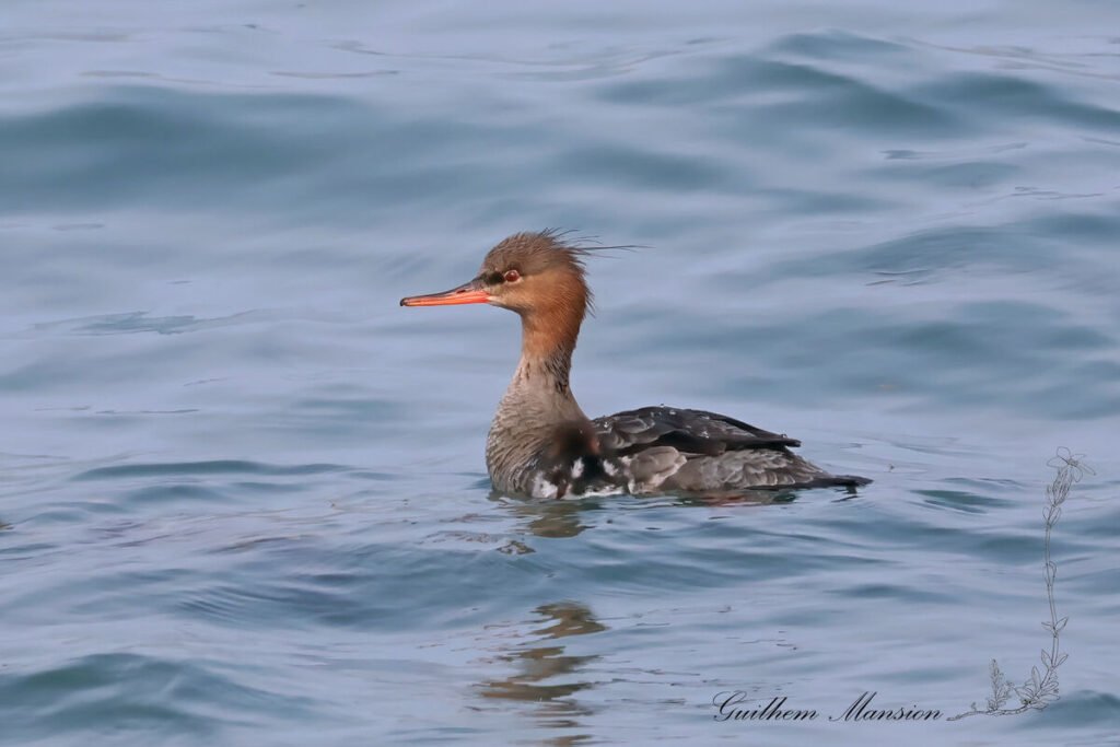 Mergus serrator - Harle huppé [Anatidae]