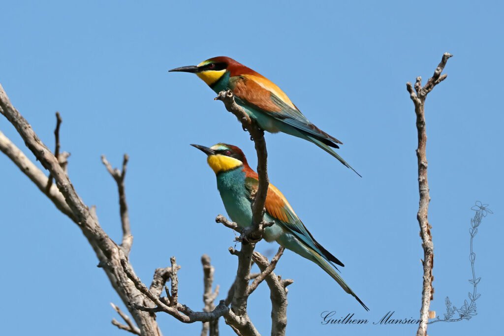 Merops apiaster - Guépier d'europe