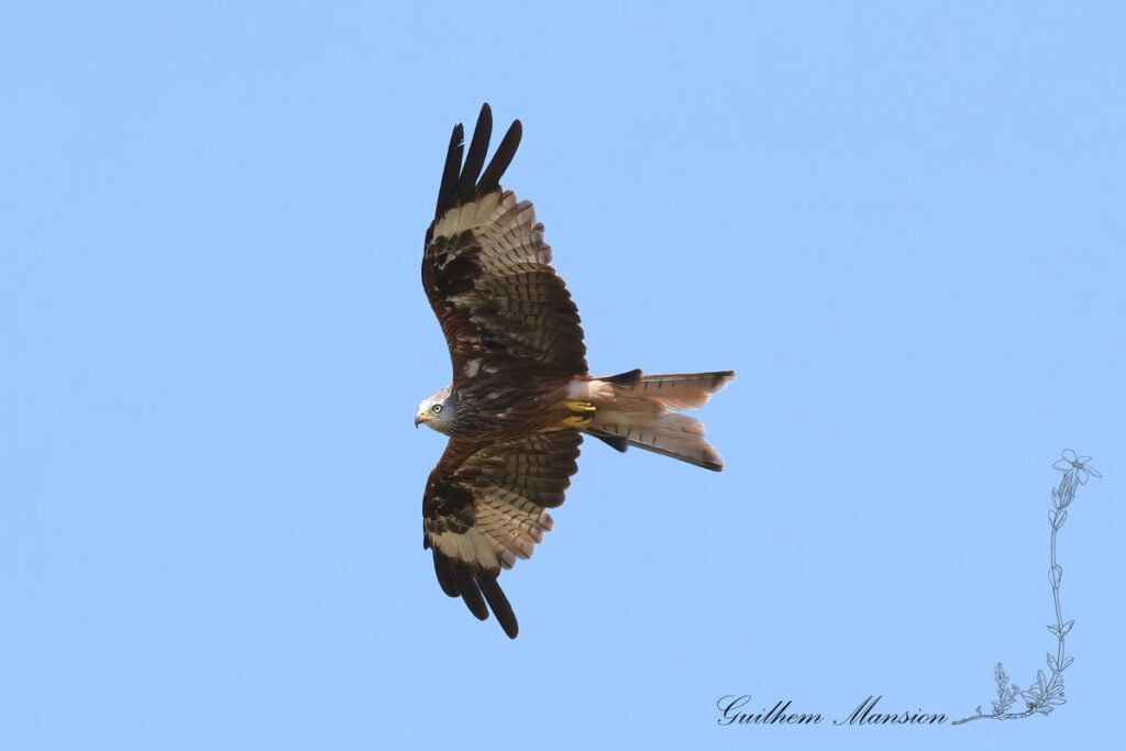 Milvus milvus - Milan royal [Accipitridae]