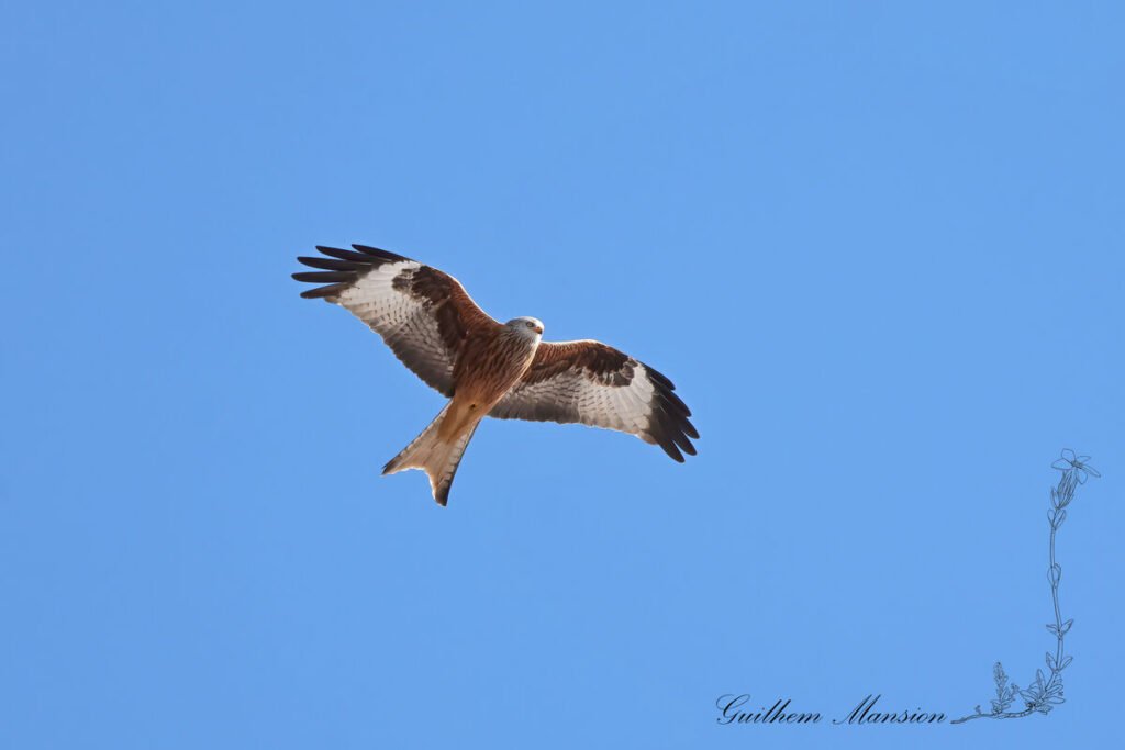 Milvus milvus - Milan royal [Accipitridae]